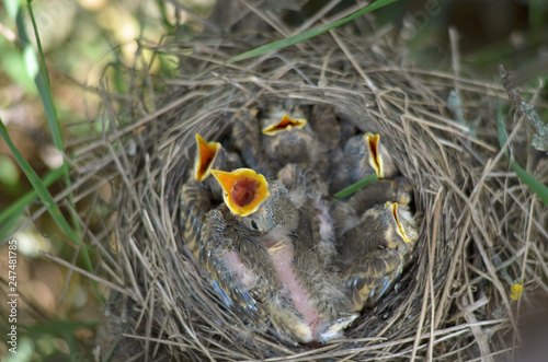 Five baby birds of a Song Thrush (Turdus Philomelos) are waiting for food. Fauna of Ukraine. Shallow depth of field, closeup.