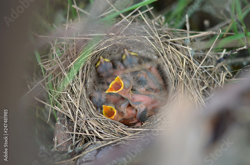 The nestlings of a Song Thrush (Turdus Philomelos) in the nest in their natural habitat. Fauna of Ukraine. Shallow depth of field, closeup.