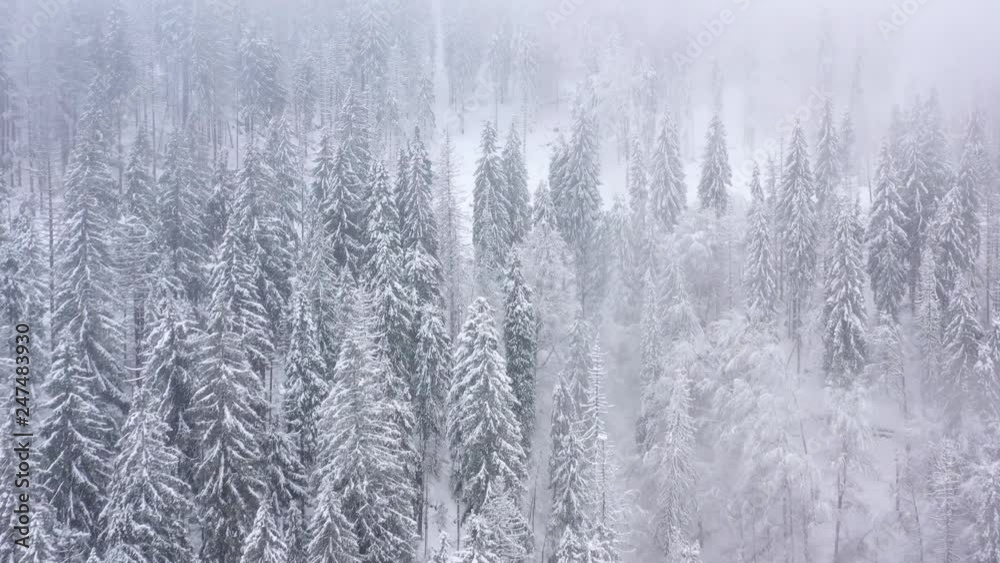 Flight over snowstorm in a snowy mountain coniferous forest, foggy unfriendly winter weather. Filmed at various speeds: normal and accelerated Flight over snowstorm in a snowy mountain coniferous forest, foggy unfriendly winter weather. Filmed at various speeds: normal and accelerated
