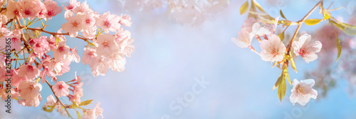 Beautiful spring nature scene with pink blooming cherry tree
