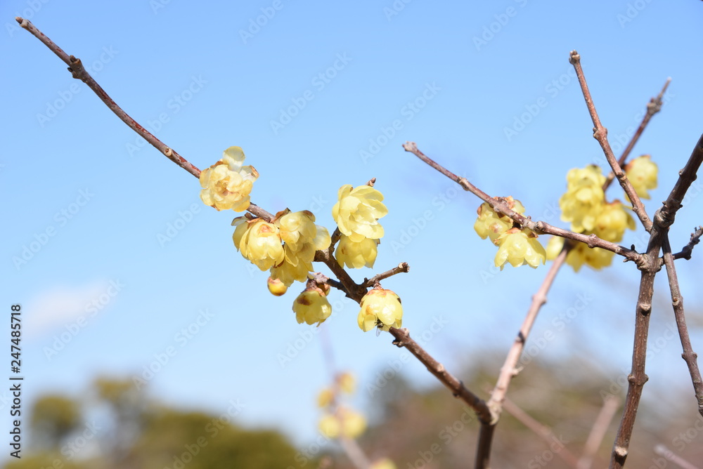 The spring scent Wintersweet is in full bloom The spring scent Wintersweet is in full bloom