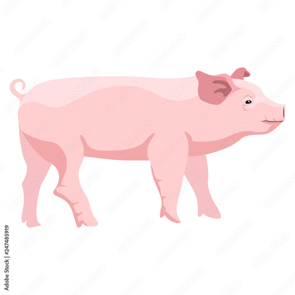 Isolated cute pig image. Vector illustration design Isolated cute pig image. Vector illustration design