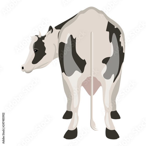 Rear view of a cow. Farm animal. Vector illustration design