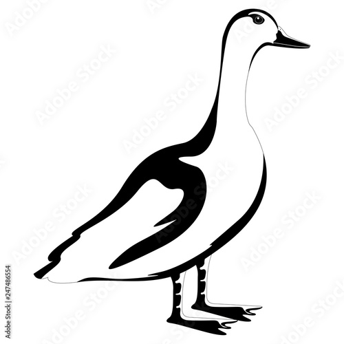 Isolatesd cute duck silhouette. Vector illustration design photo