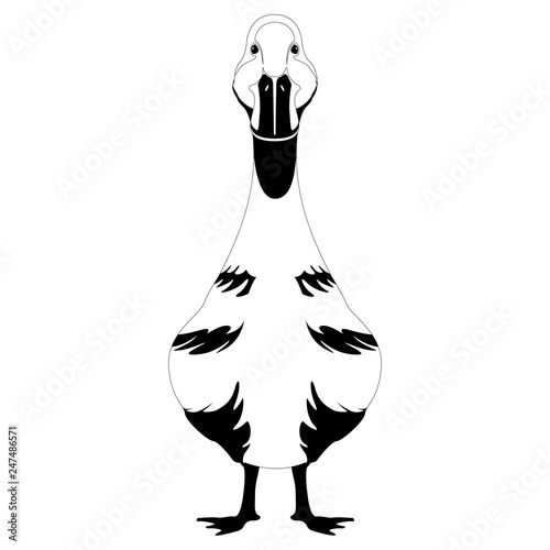 Front view of a duck. Silhouette. Vector illustration design