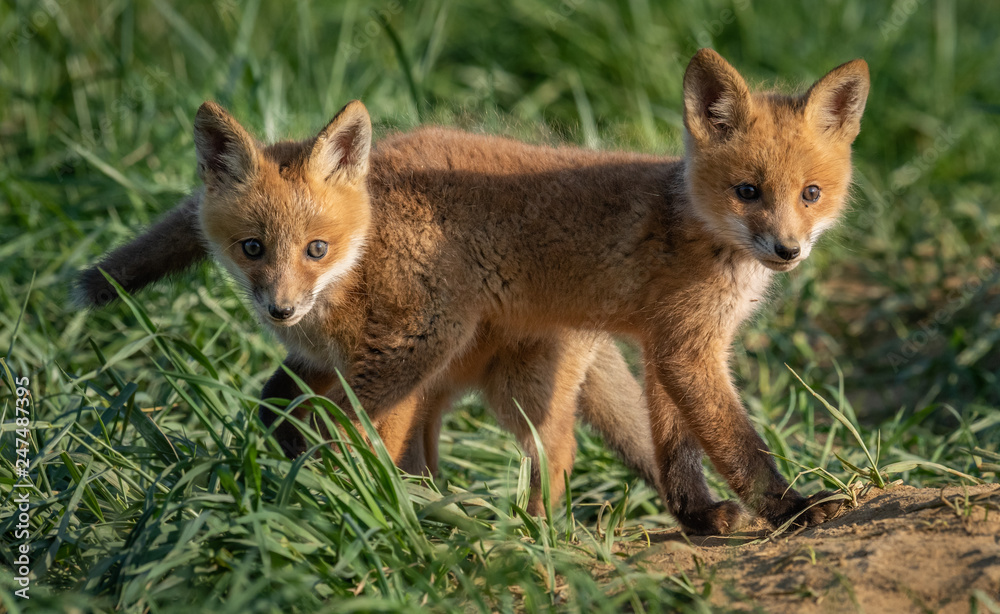 Red Fox