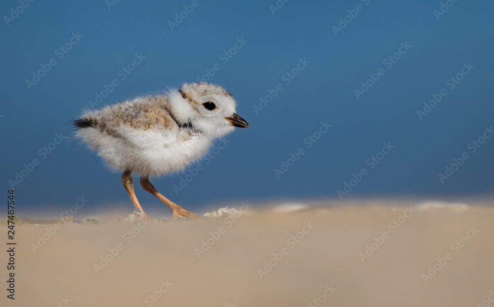 Obraz premium Piping Plover 