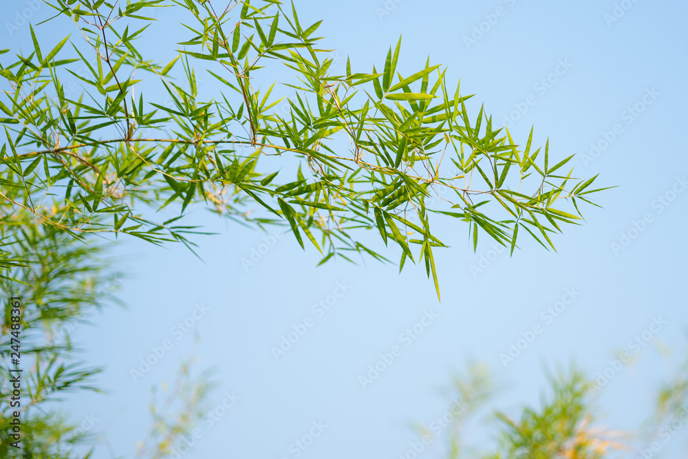 Bamboo trees and bamboo branches Bamboo trees and bamboo branches