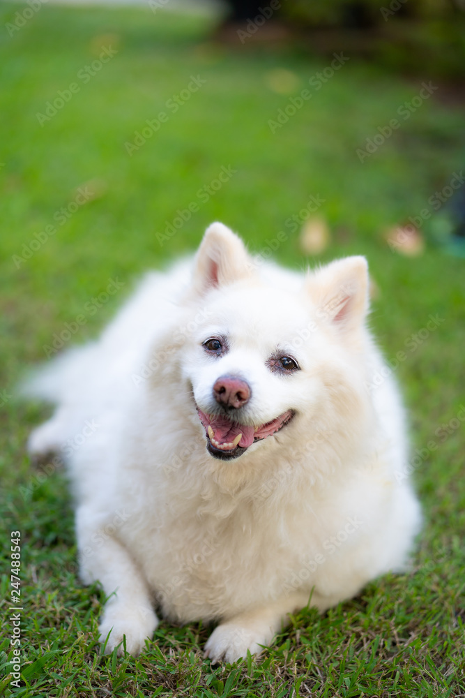 The long-haired white dog on the lawn The long-haired white dog on the lawn