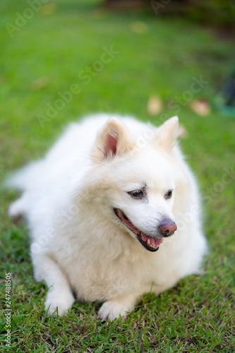 The long-haired white dog on the lawn