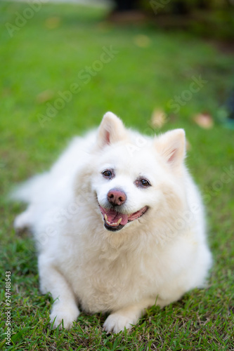 The long-haired white dog on the lawn