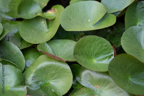 Small lotus leaf in the lotus basin