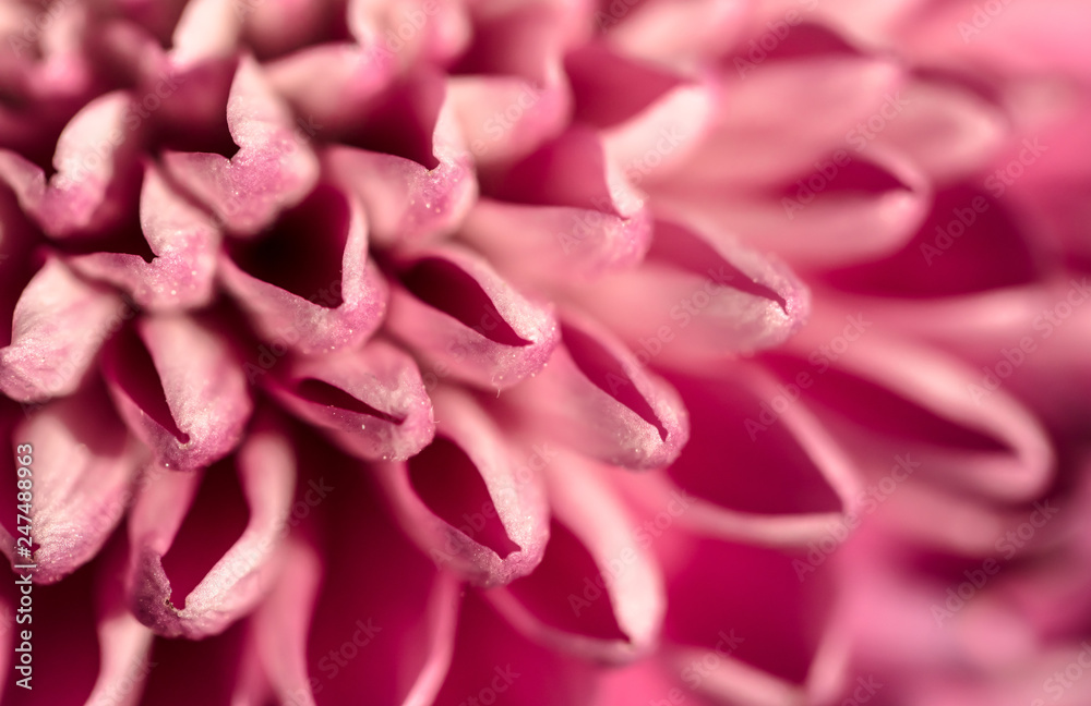 closeup of petals