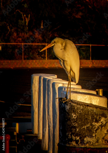 Great Billed Heron photo