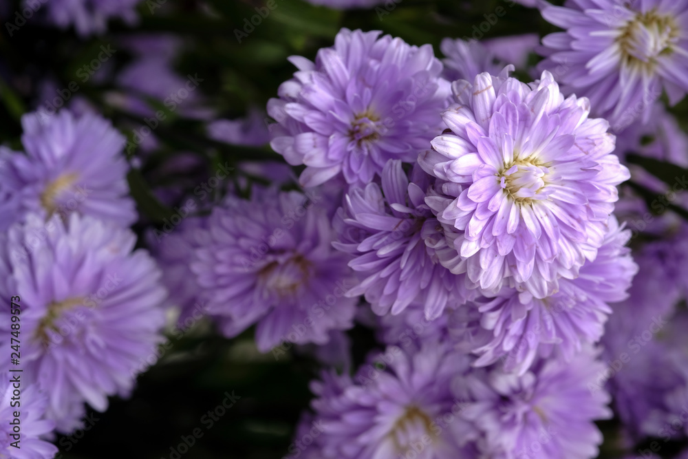Beautiful purple flowers Beautiful purple flowers