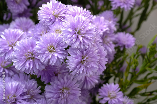 Beautiful purple flowers