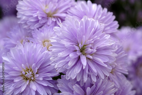 Beautiful purple flowers