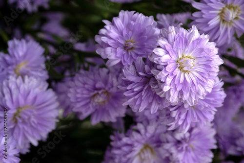 Beautiful purple flowers