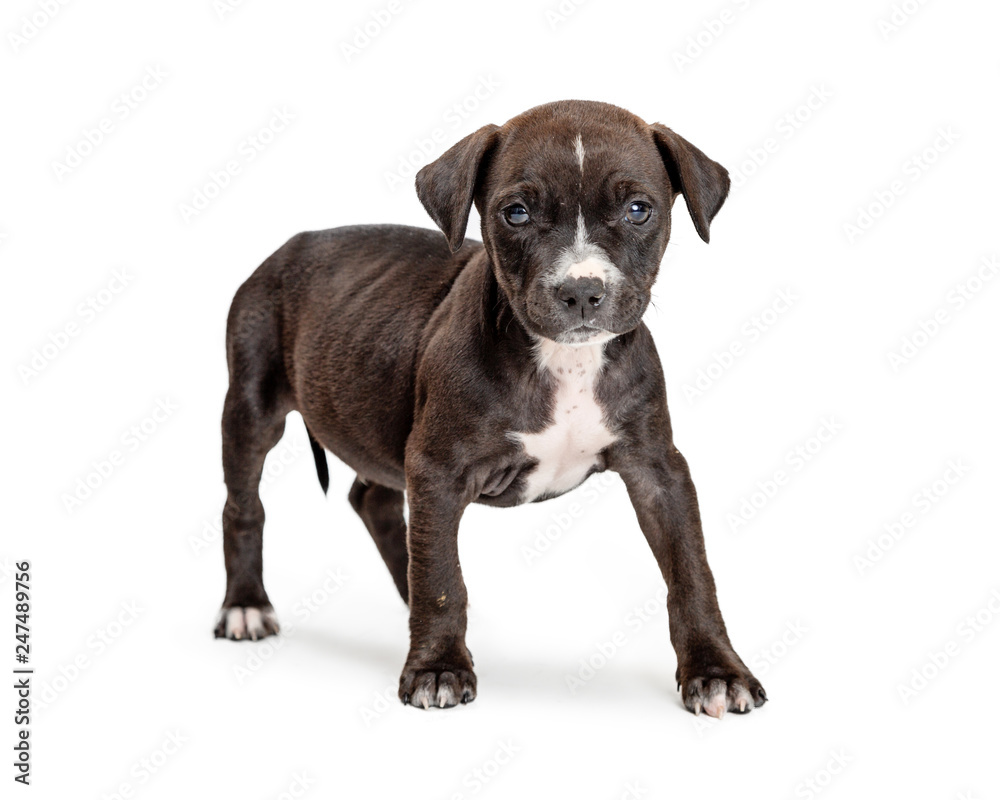 Cute Black Puppy Standing Looking Forward Cute Black Puppy Standing Looking Forward