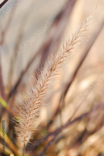 African Fountain Grass, Purple Grass