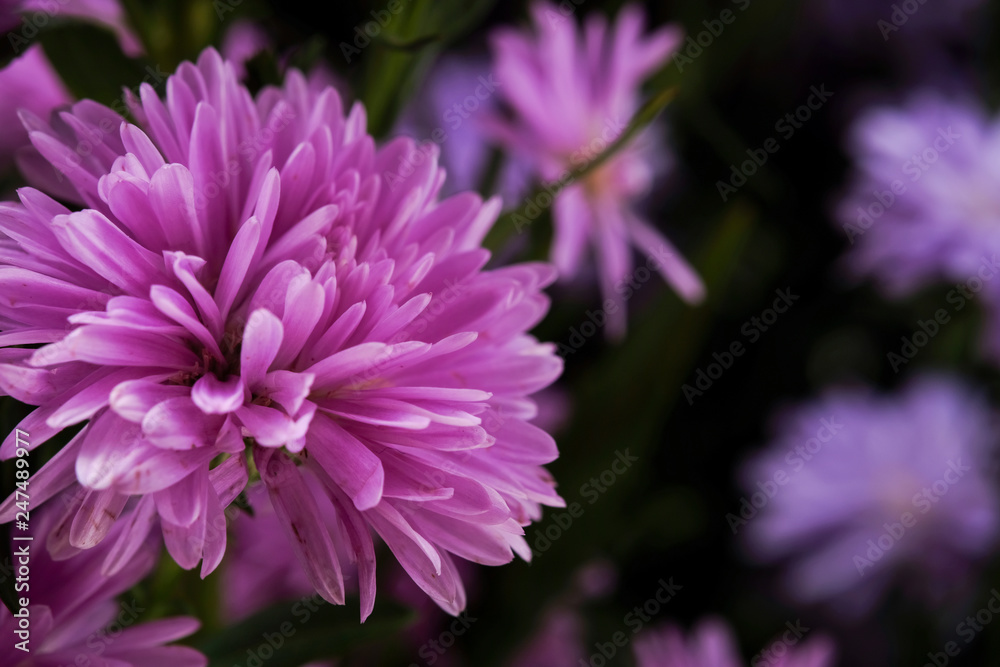 Beautiful purple flowers Beautiful purple flowers
