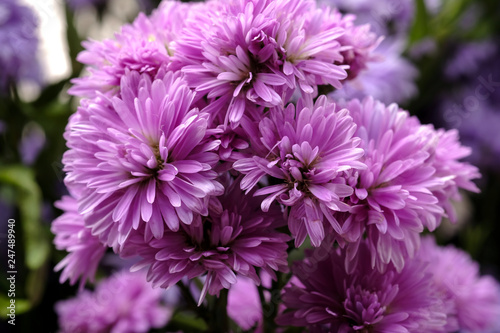 Beautiful purple flowers