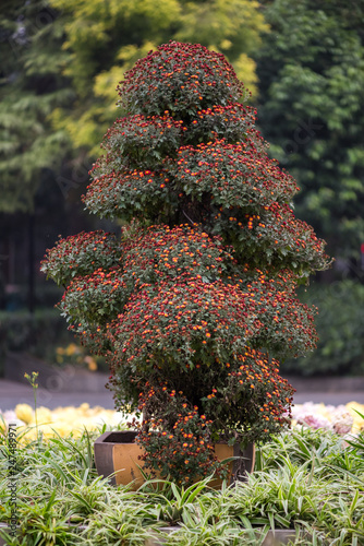 Bonsai tree with flowers in Chengdu, China photo