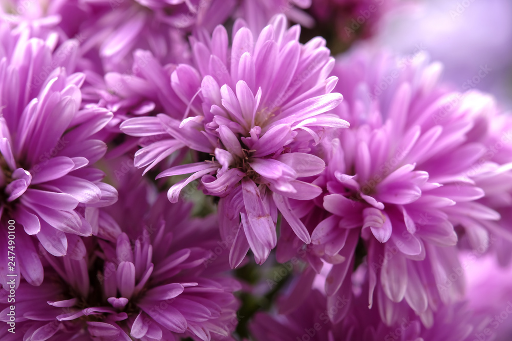 Beautiful purple flowers Beautiful purple flowers