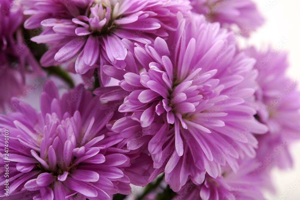 Beautiful purple flowers Beautiful purple flowers