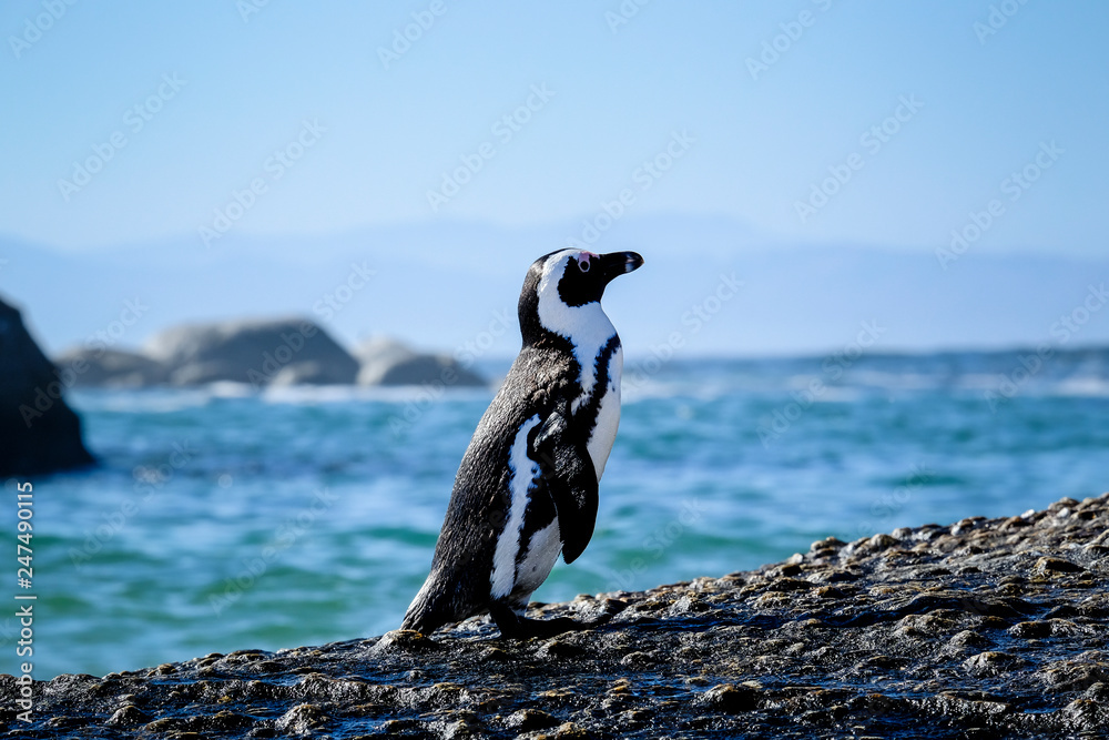 Obraz premium Penguin standing on a rock