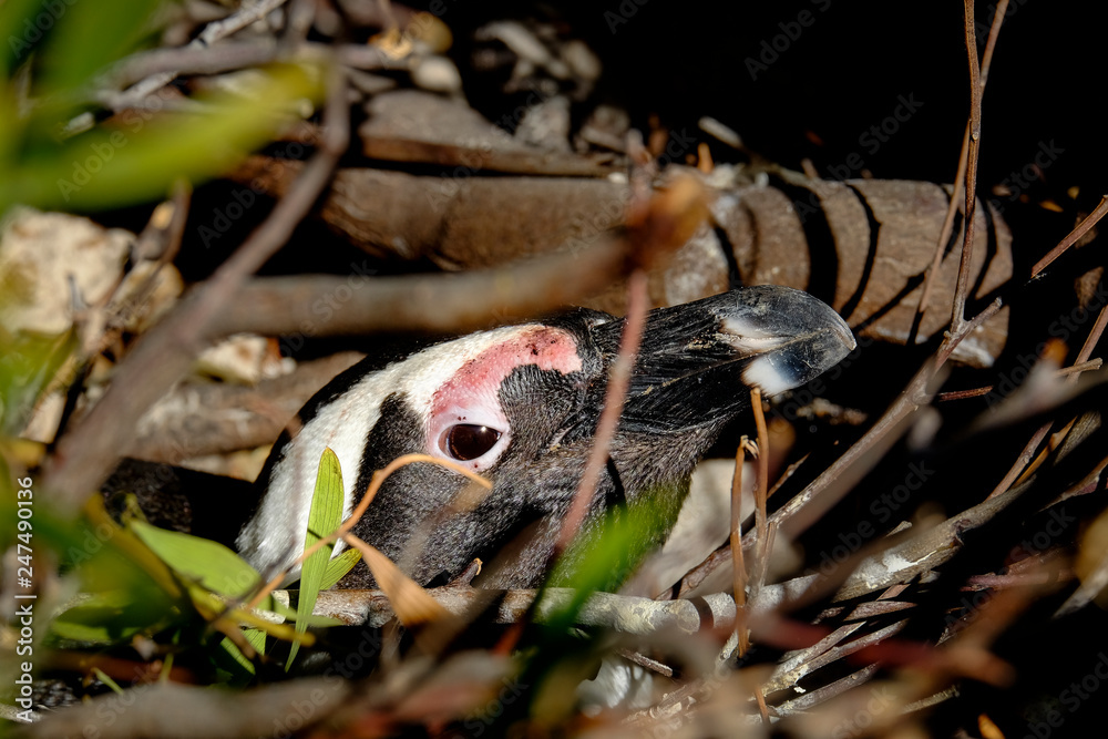 Penguin resting in his nest Penguin resting in his nest