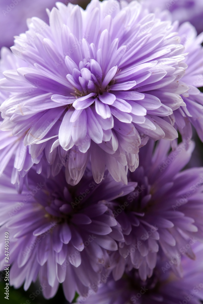 Beautiful purple flowers Beautiful purple flowers