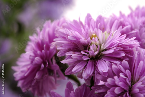 Beautiful purple flowers