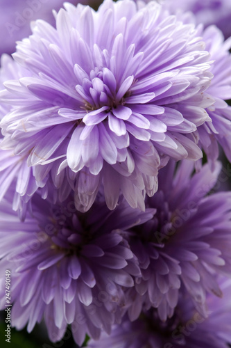 Beautiful purple flowers