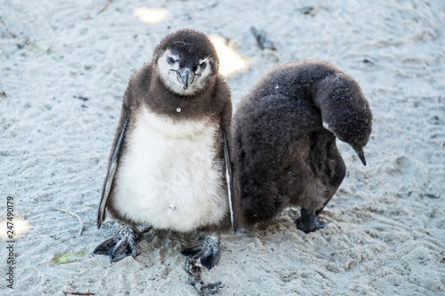 Young penguins at the beach