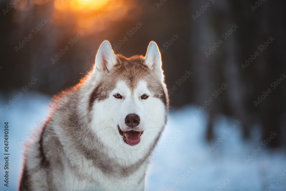 Cute, beautiful and happy siberian Husky dog sitting on the snow in winter fairy forest at golden sunset