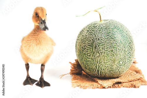 Cute brown ducklings stand together with cantaloupe results.