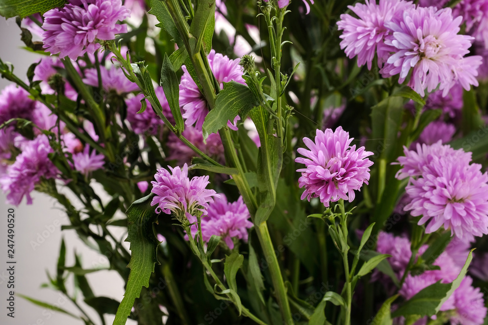 Beautiful purple flowers