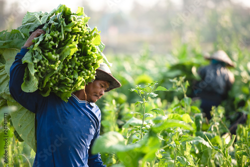 Canvas Print Harvesting, farmers are planting tobacco in tobacco-grown plots in Thailand, Thailand, India