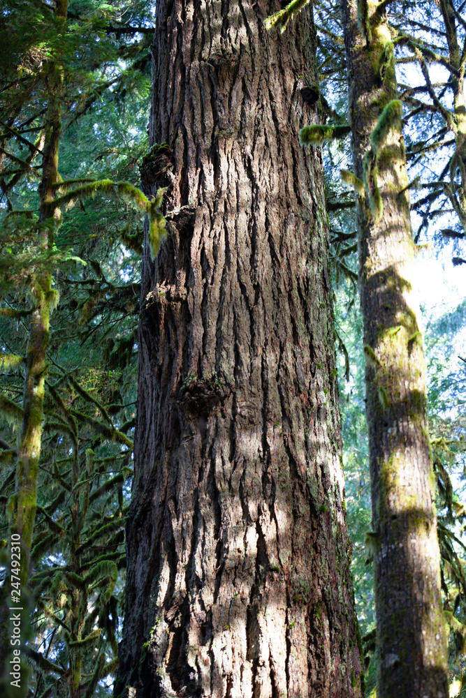 Old Growth Tree