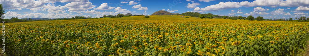 Panoramic view on sunflower field with blue sky