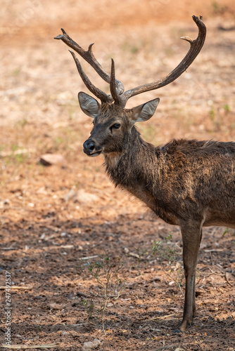 a beautiful brown deer in wildlife © nitinan