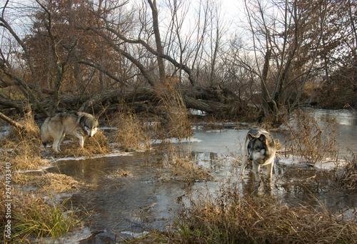 Wolfs in winter