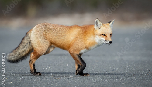 Red Fox  © Harry Collins