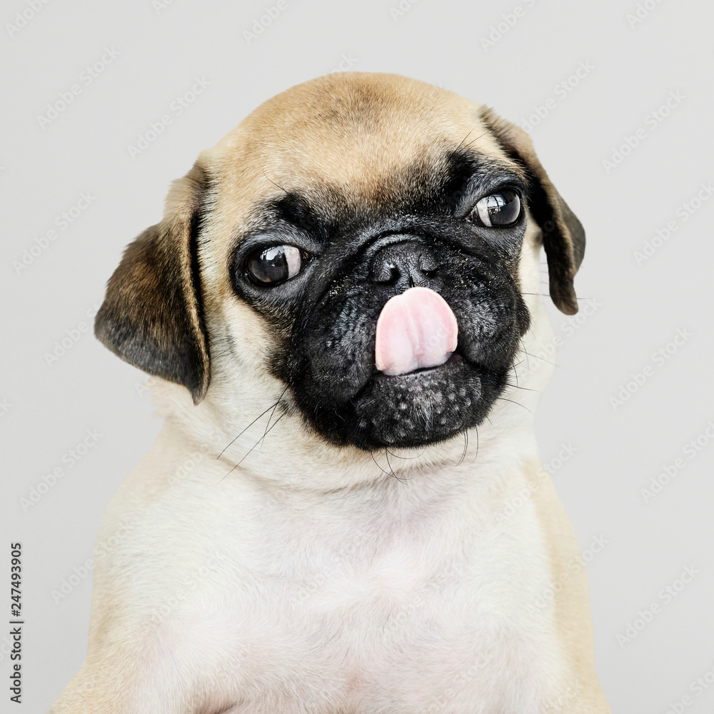 Obraz premium Adorable Pug puppy solo portrait