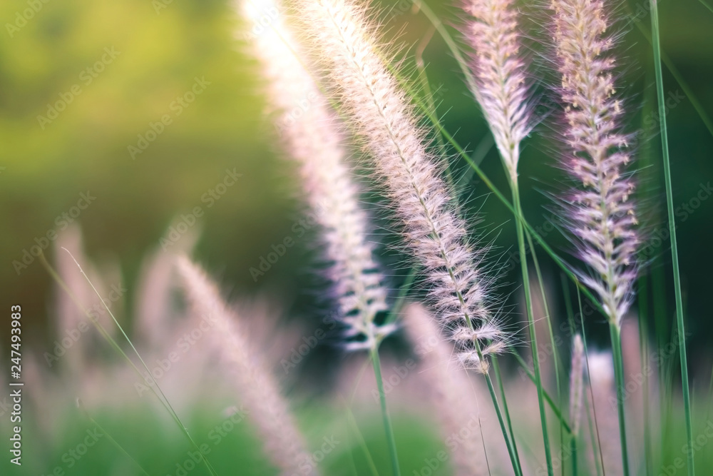 Nature background. African fountain flower is blooming flower on blurry grass field Nature background. African fountain flower is blooming flower on blurry grass field