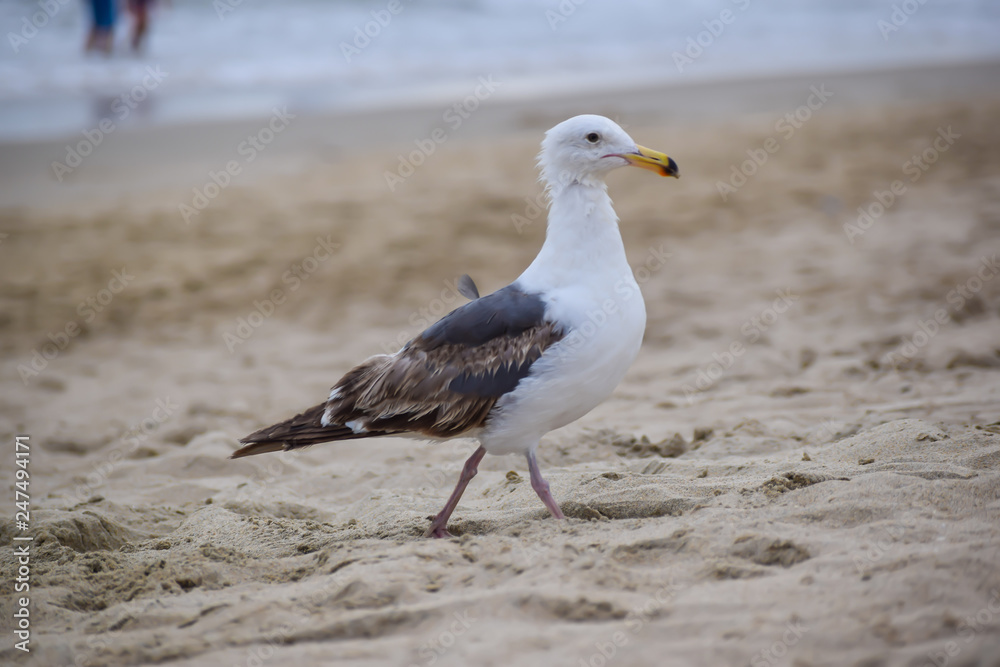 White seagull in the sand White seagull in the sand