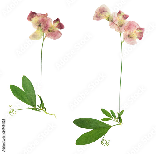 Pressed and dried bush lathyrus vernus, isolated on white