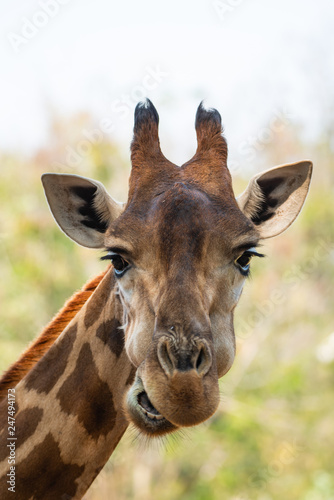 a beautiful portrait giraffe © nitinan