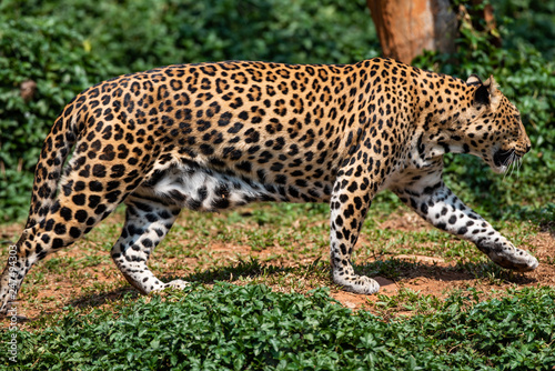 a beautiful portrait leopard © nitinan